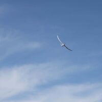 E-flite - Night Radian 2.0m BNF Basic - 2000mm