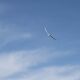 E-flite - Night Radian 2.0m BNF Basic - 2000mm