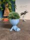 Hydroponic Kratky Robert Planter - Yoga