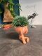 Hydroponic Kratky Robert Planter - Mizaru