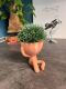 Hydroponic Kratky Robert Planter - Kikazaru