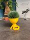 Hydroponic Kratky Robert Planter - Relaxed