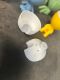 Hydroponic Kratky Robert Planter - Heart