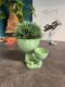 Hydroponic Kratky Robert Planter - Double