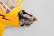 PHOENIX MODEL - PH147 Piper J-3 Cub 2150mm ARF (4ST16166)