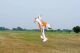 67" SkyWolf V2 orange/white - 1710mm